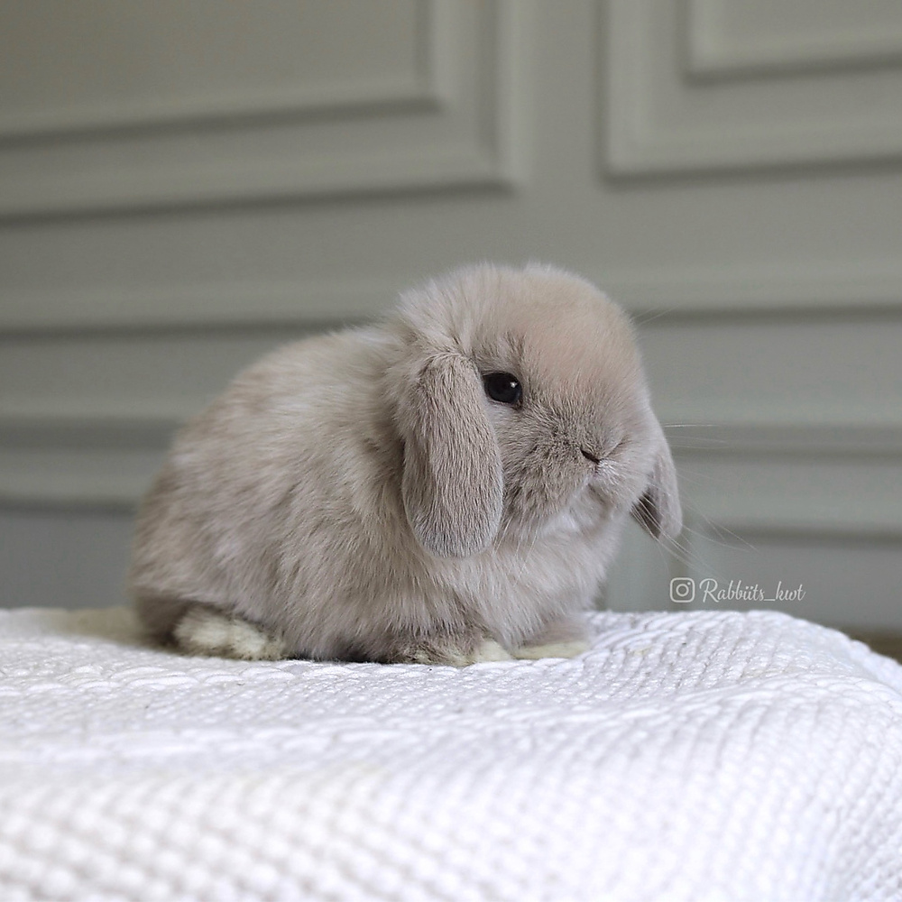 Holland lop - lilac tort