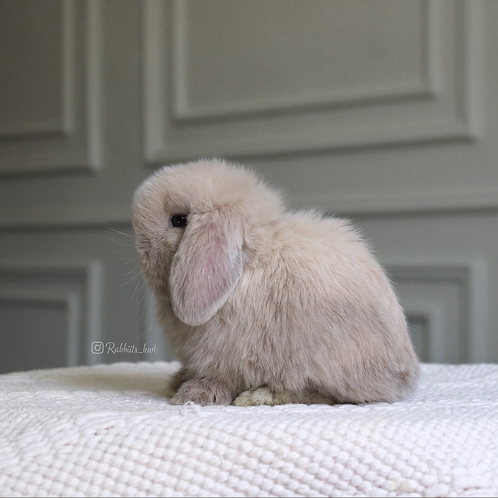 Holland lop - lilac tort