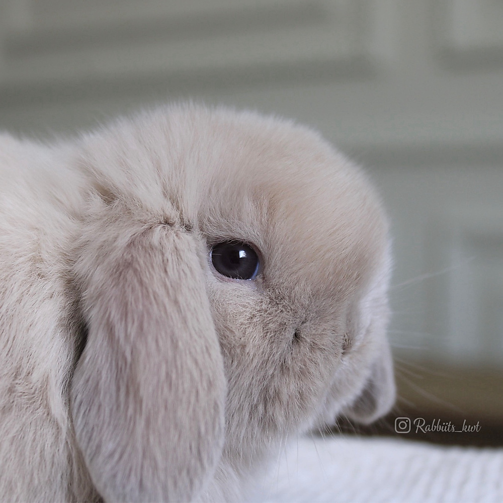 Holland lop - lilac tort