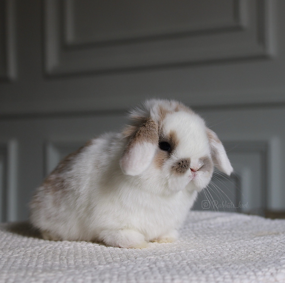 Holland lop - broken blue tort