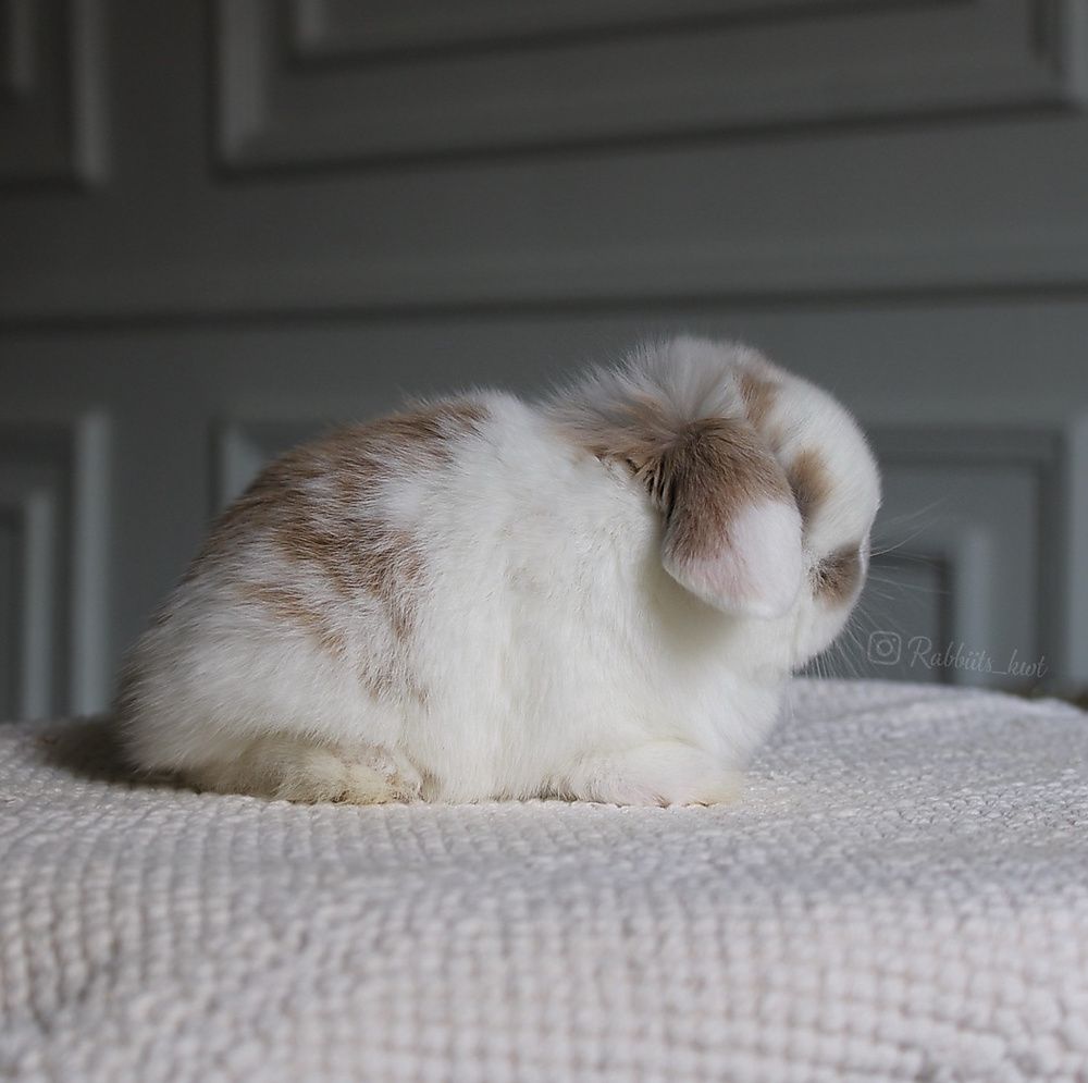Holland lop - broken blue tort