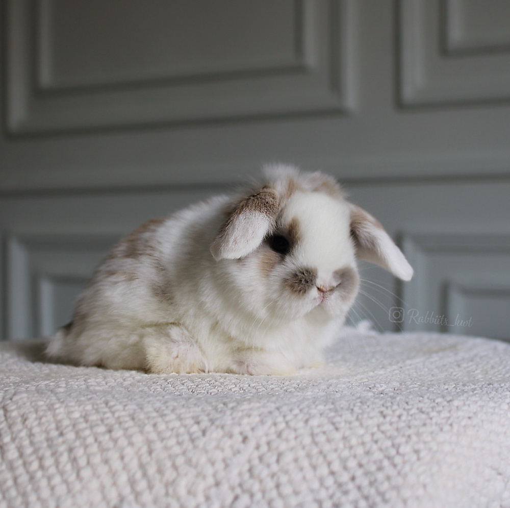 Holland lop - broken blue tort