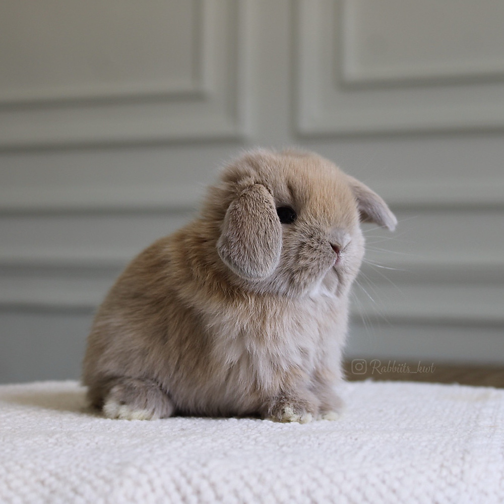 Holland lop - lilac tort