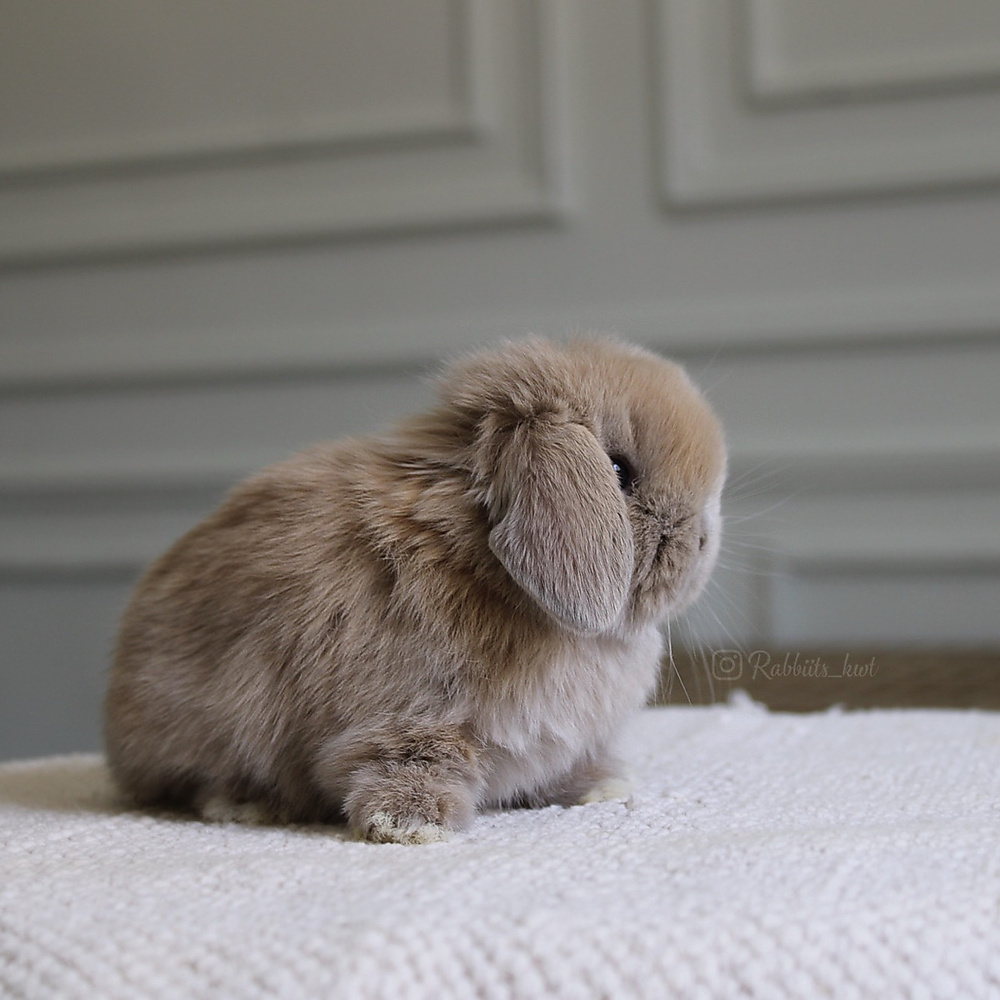 Holland lop - lilac tort
