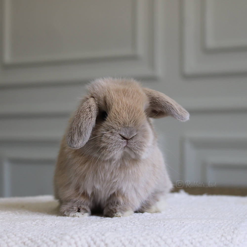 Holland lop - lilac tort