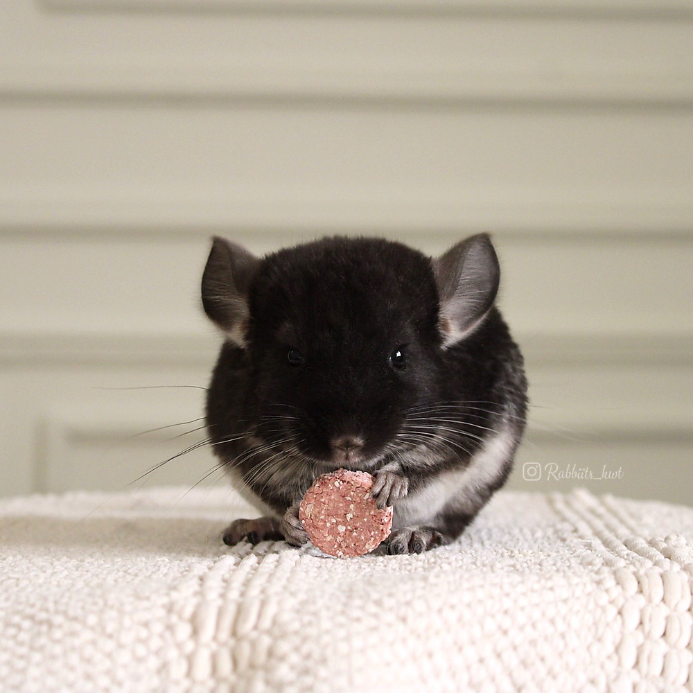black velvet chinchilla