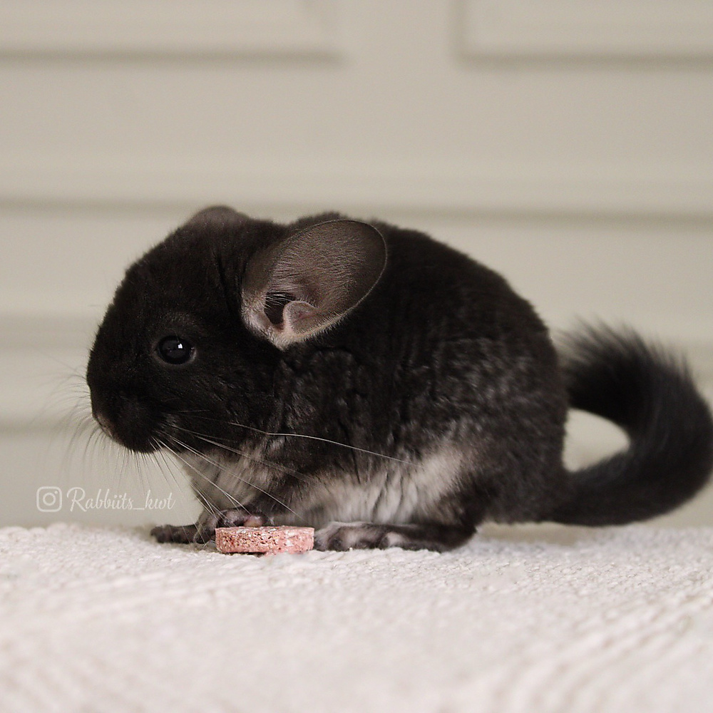 black velvet chinchilla