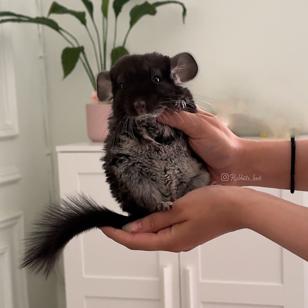 black velvet chinchilla