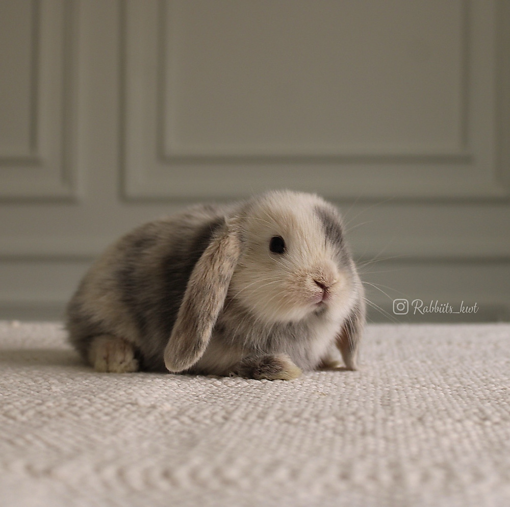 Mini lop harlequin
