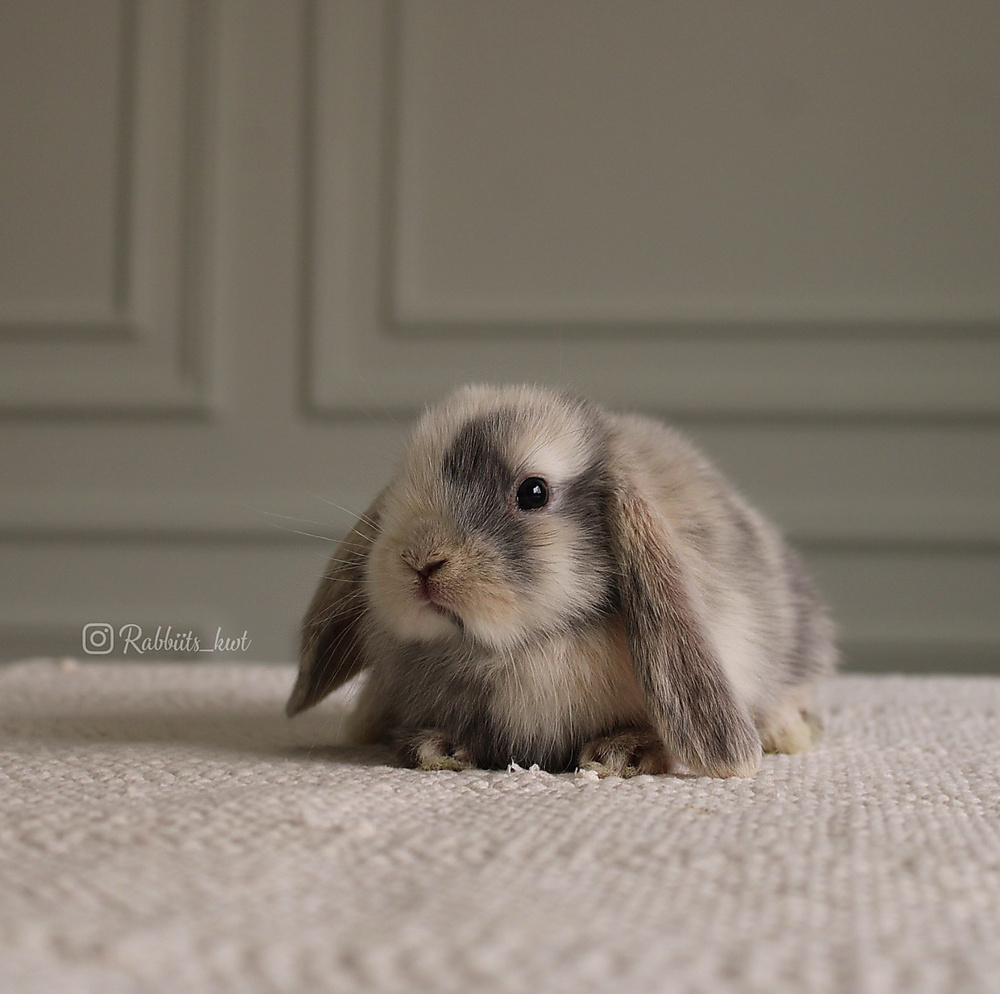 Mini lop harlequin