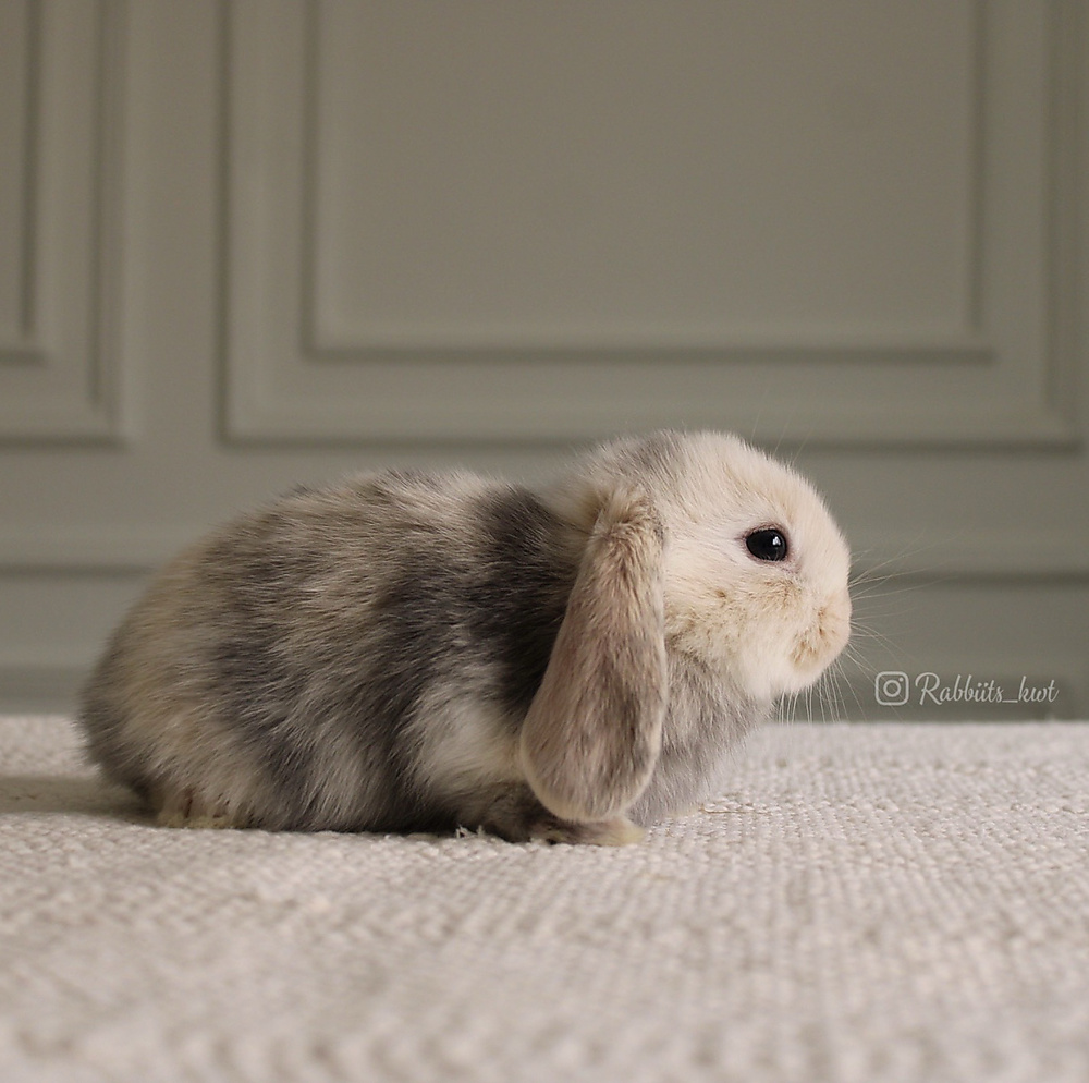 Mini lop harlequin