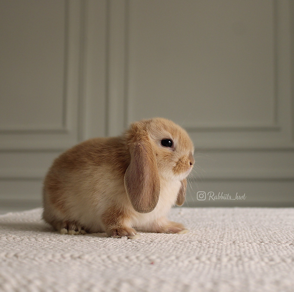 Mini lop orange