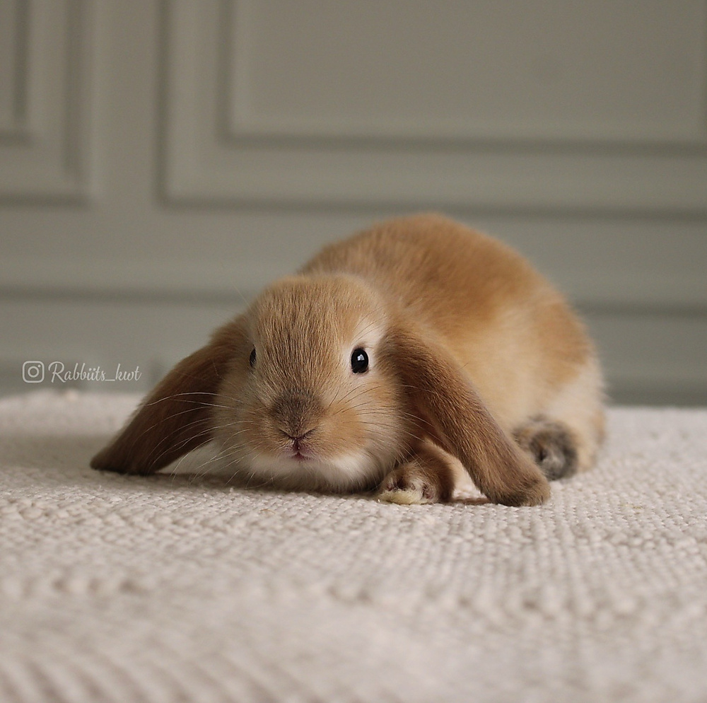 Mini lop orange