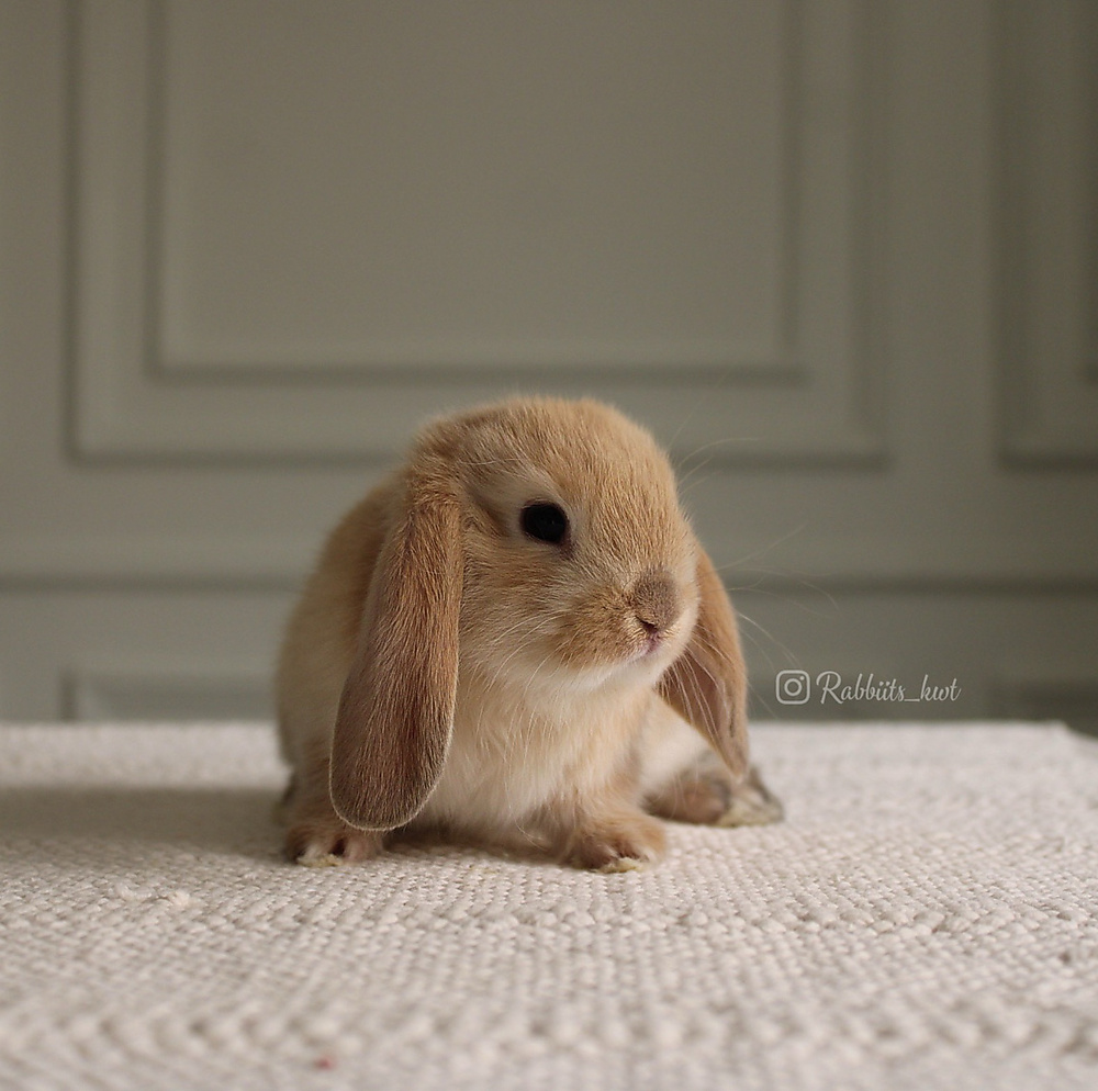 Mini lop orange
