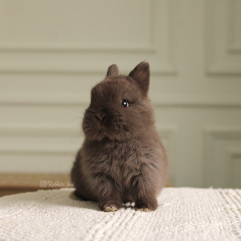 Netherland dwarf chocolate