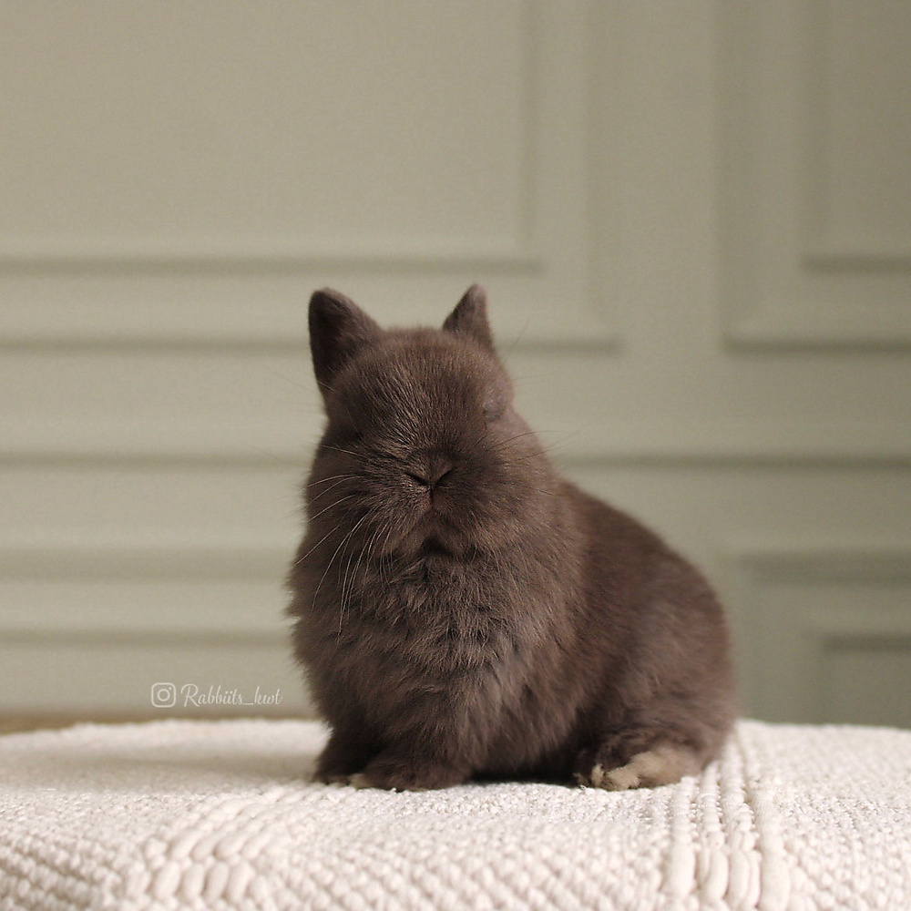 Netherland dwarf chocolate