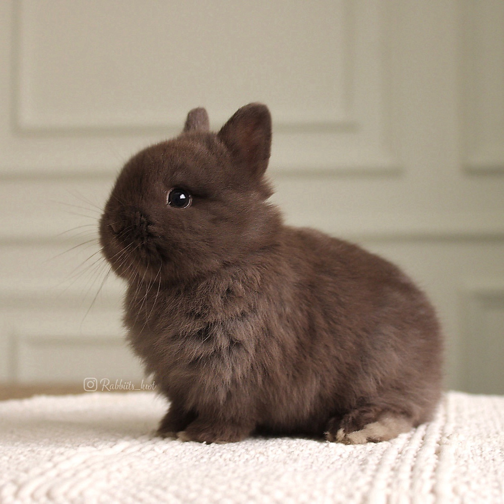 Netherland dwarf chocolate