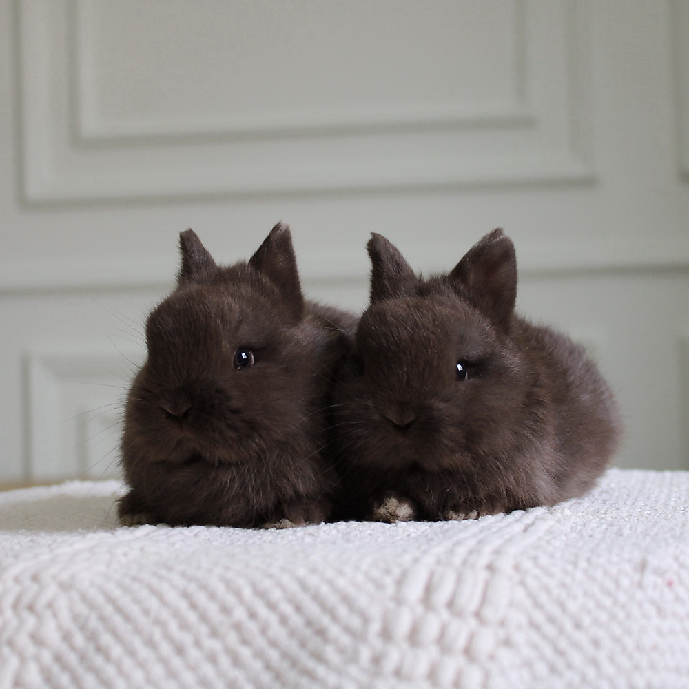 Netherland dwarf chocolate