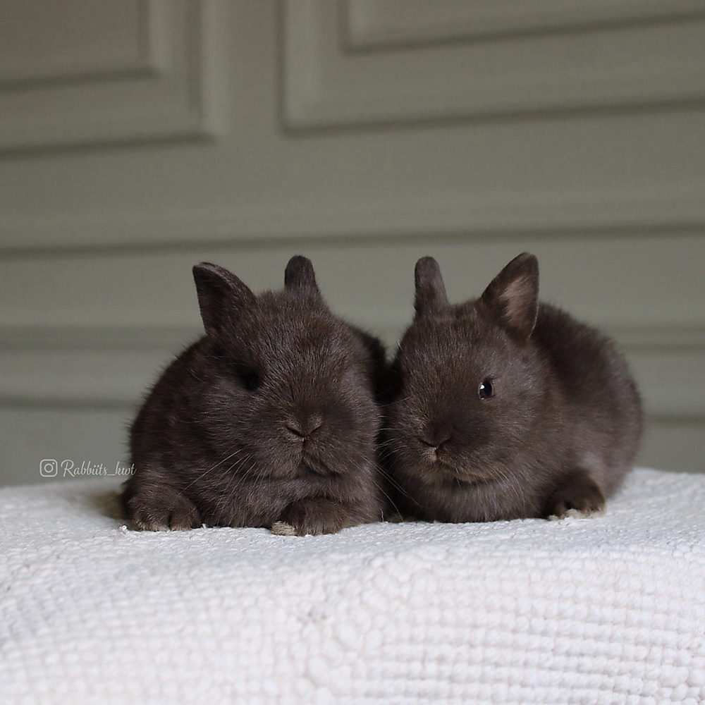 Netherland dwarf chocolate
