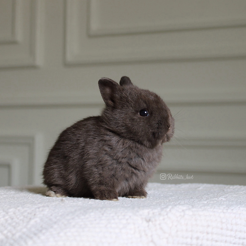 Netherland dwarf chocolate