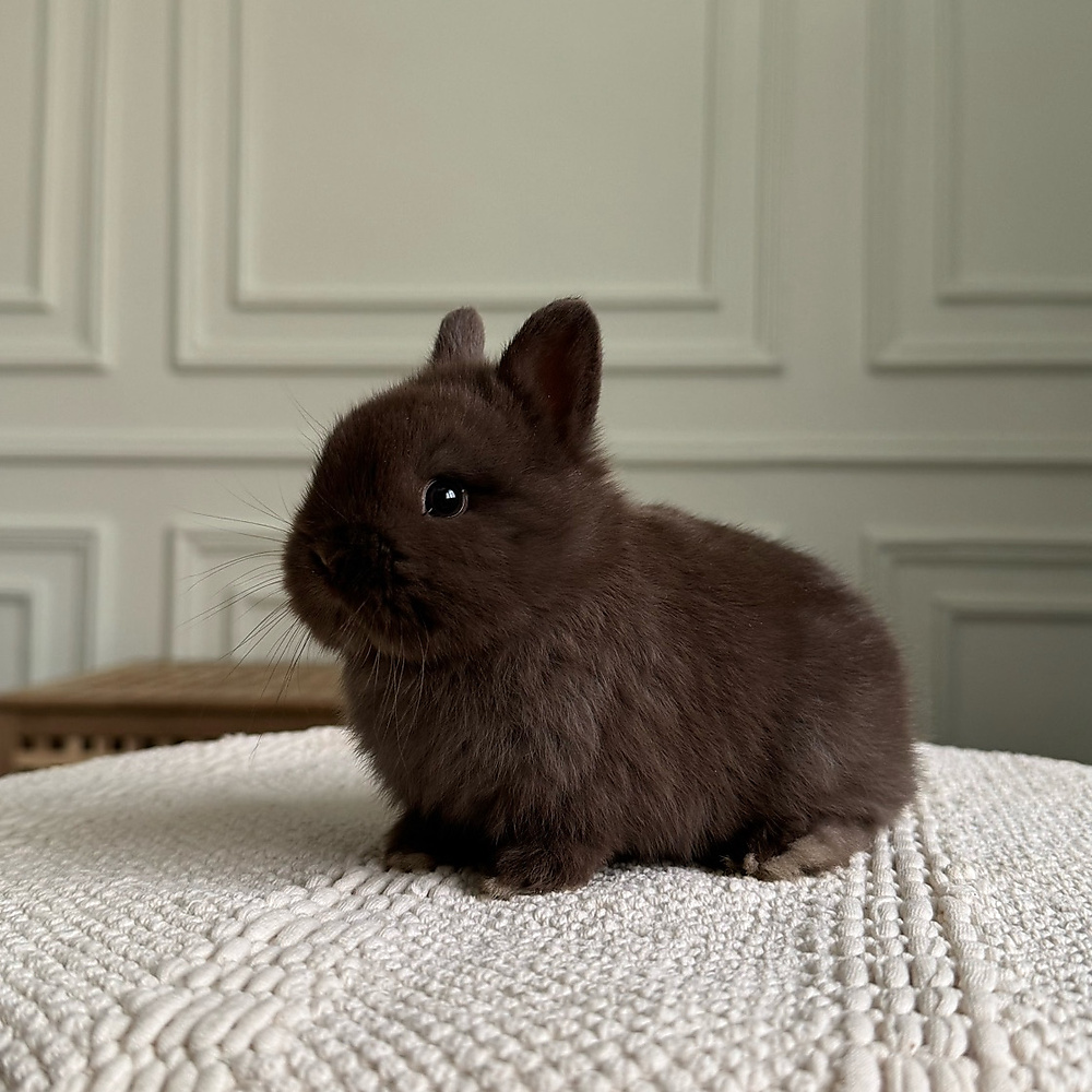 Netherland dwarf chocolate