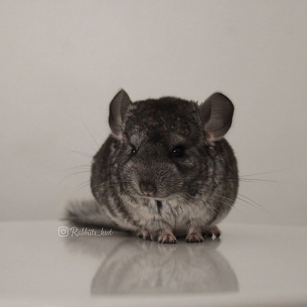 chinchilla