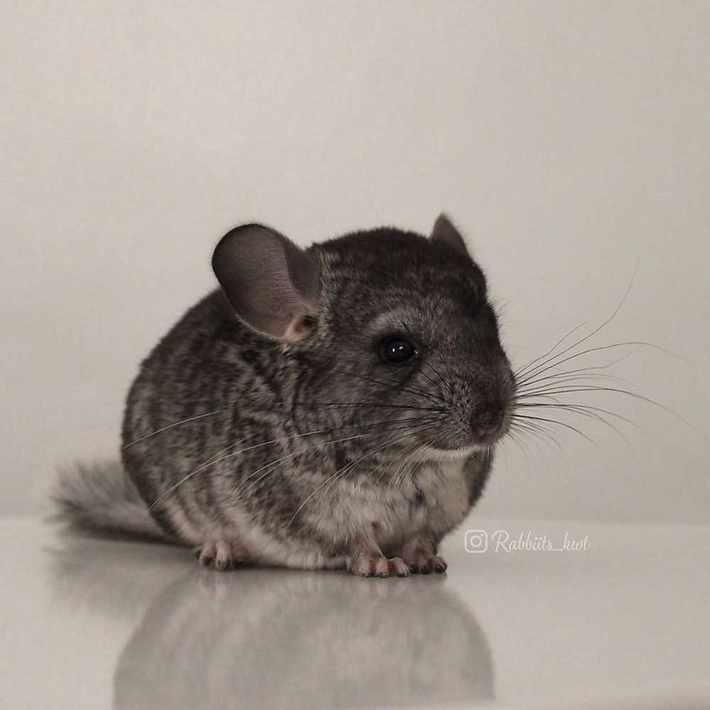 chinchilla