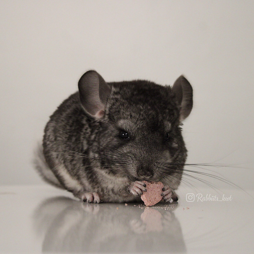chinchilla