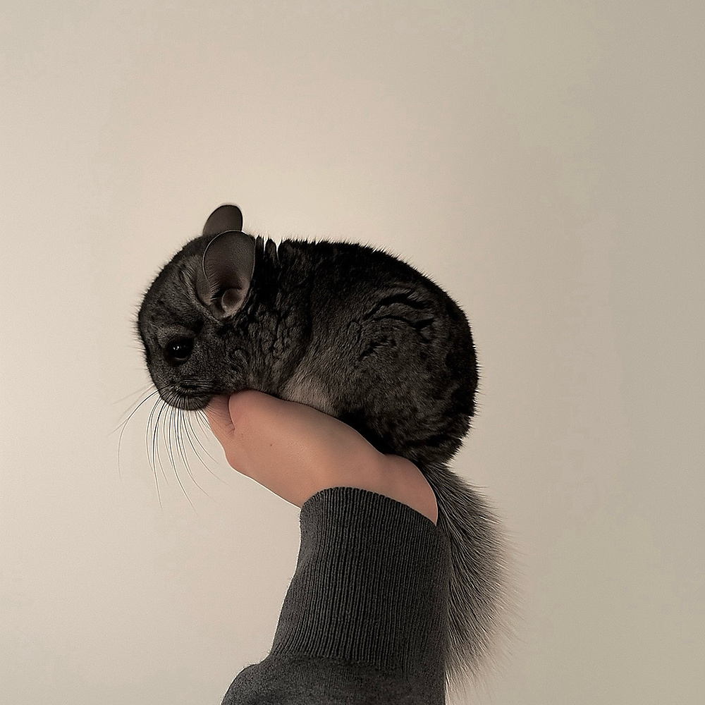 chinchilla