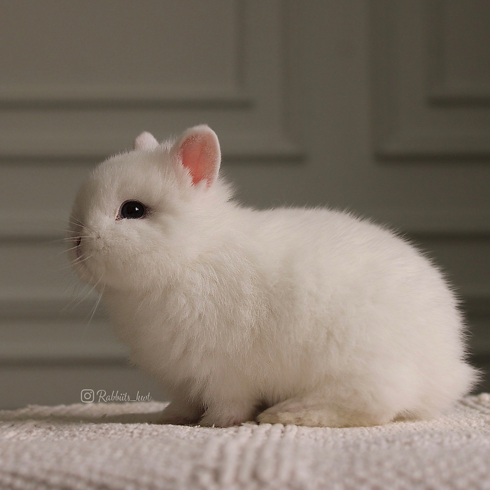 Netherland dwarf - blue eyes