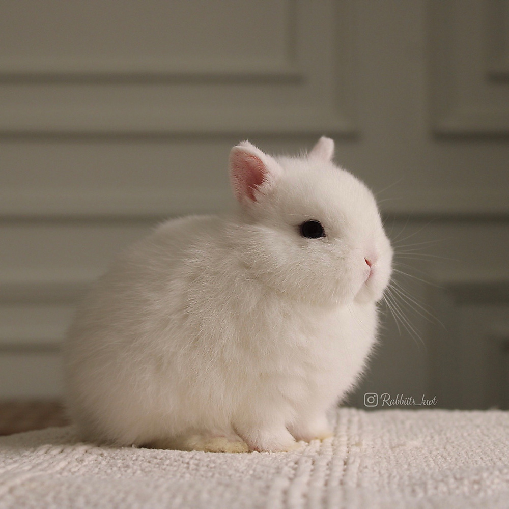 Netherland dwarf - blue eyes