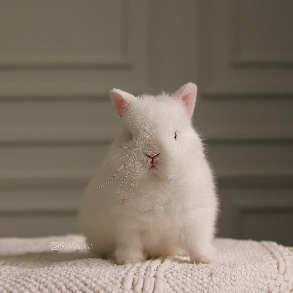 Netherland dwarf - blue eyes