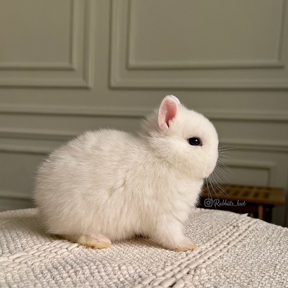 Netherland dwarf - blue eyes