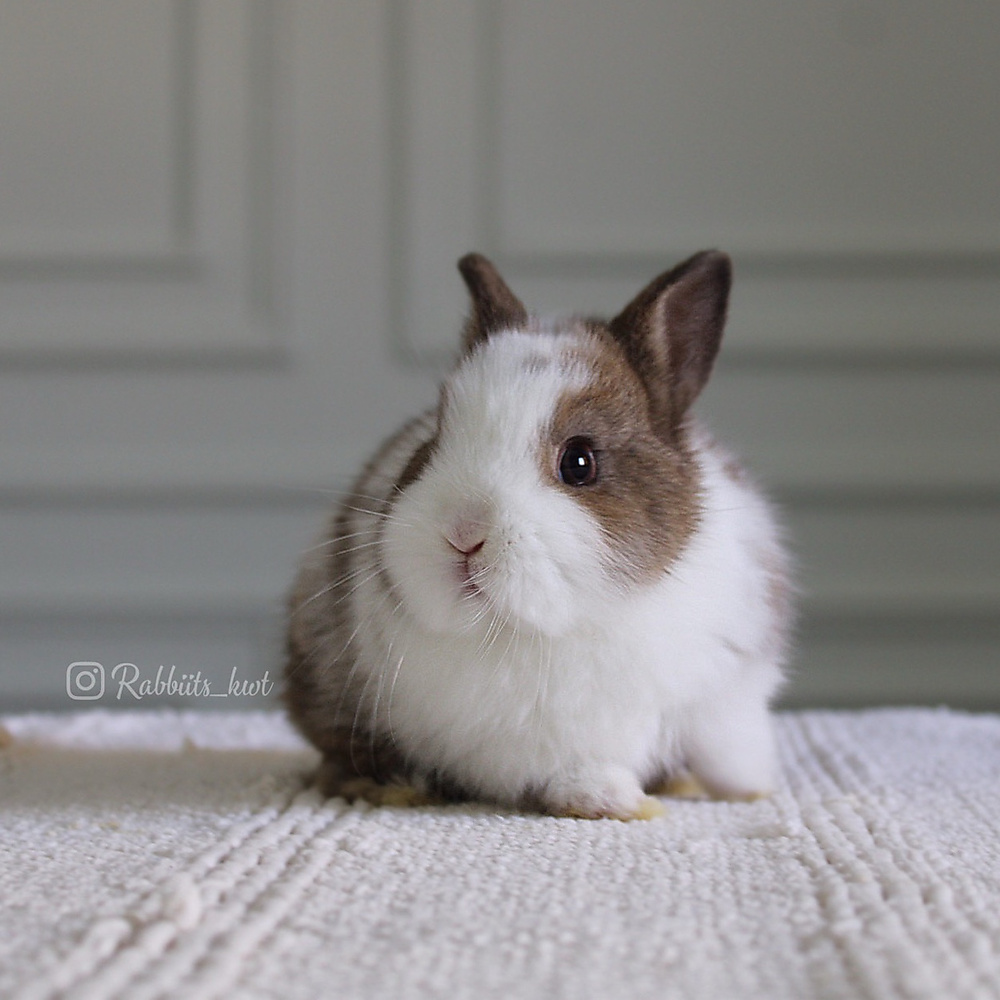 Netherland dwarf chestnut vm