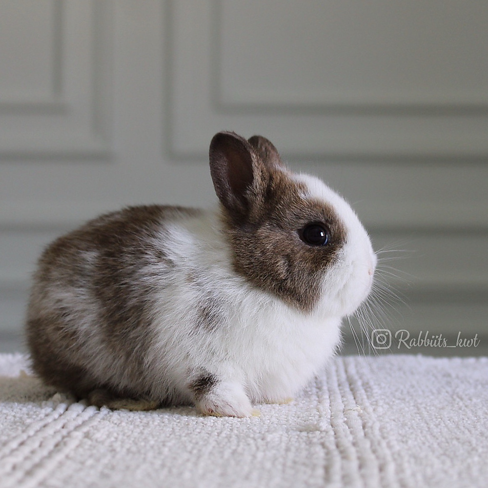 Netherland dwarf chestnut vm
