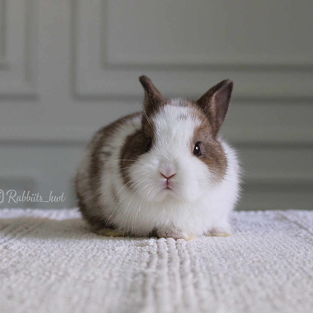 Netherland dwarf chestnut vm