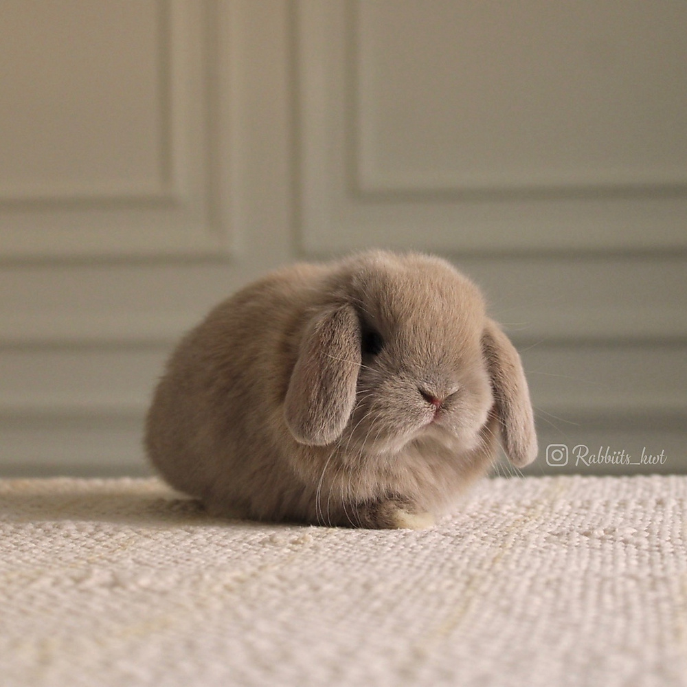 Holland lop - light blue tort