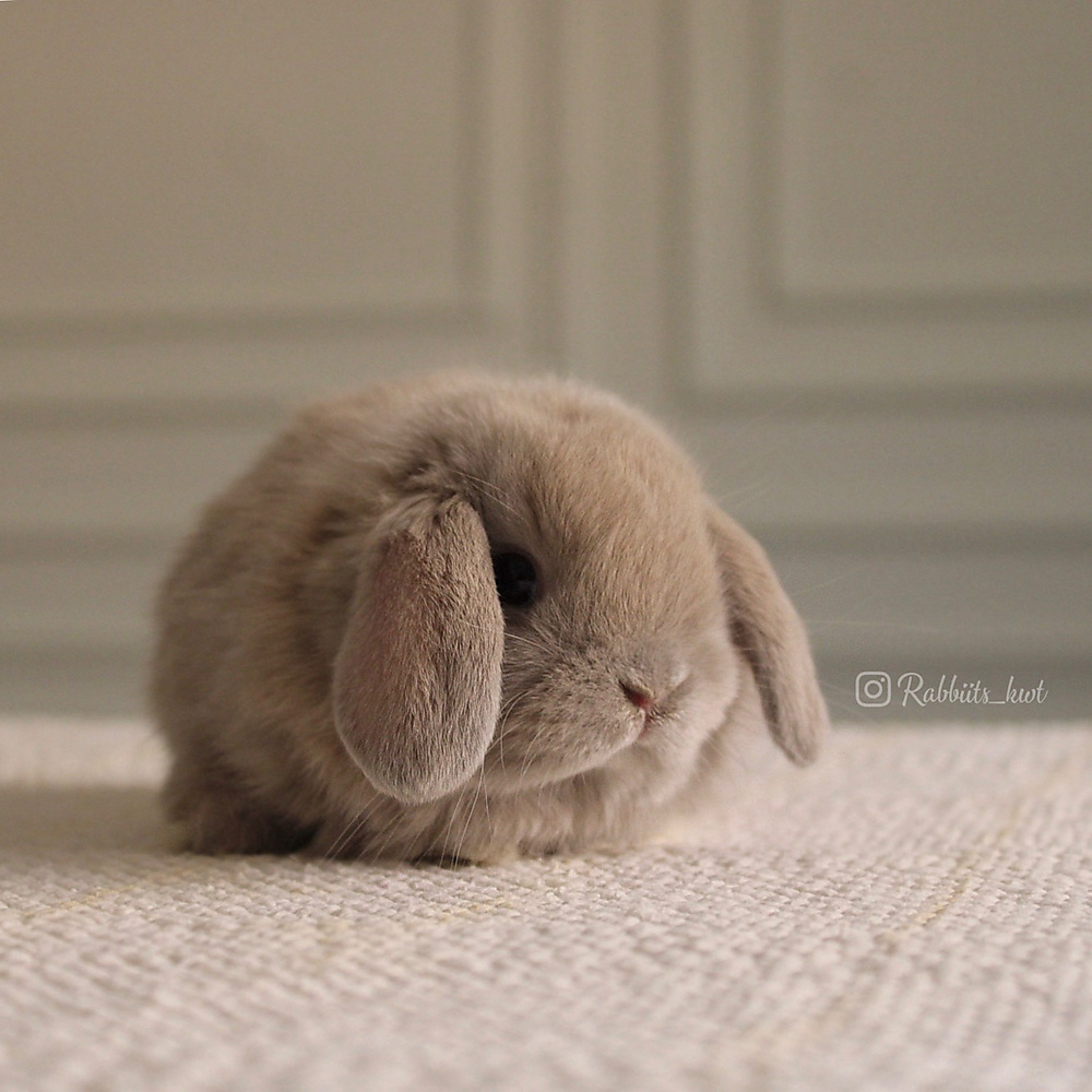 Holland lop - light blue tort