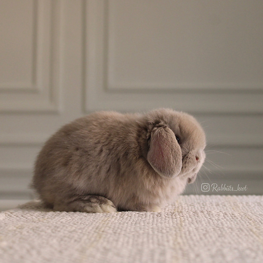 Holland lop - light blue tort