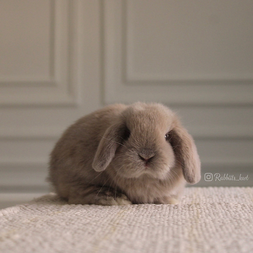 Holland lop - light blue tort