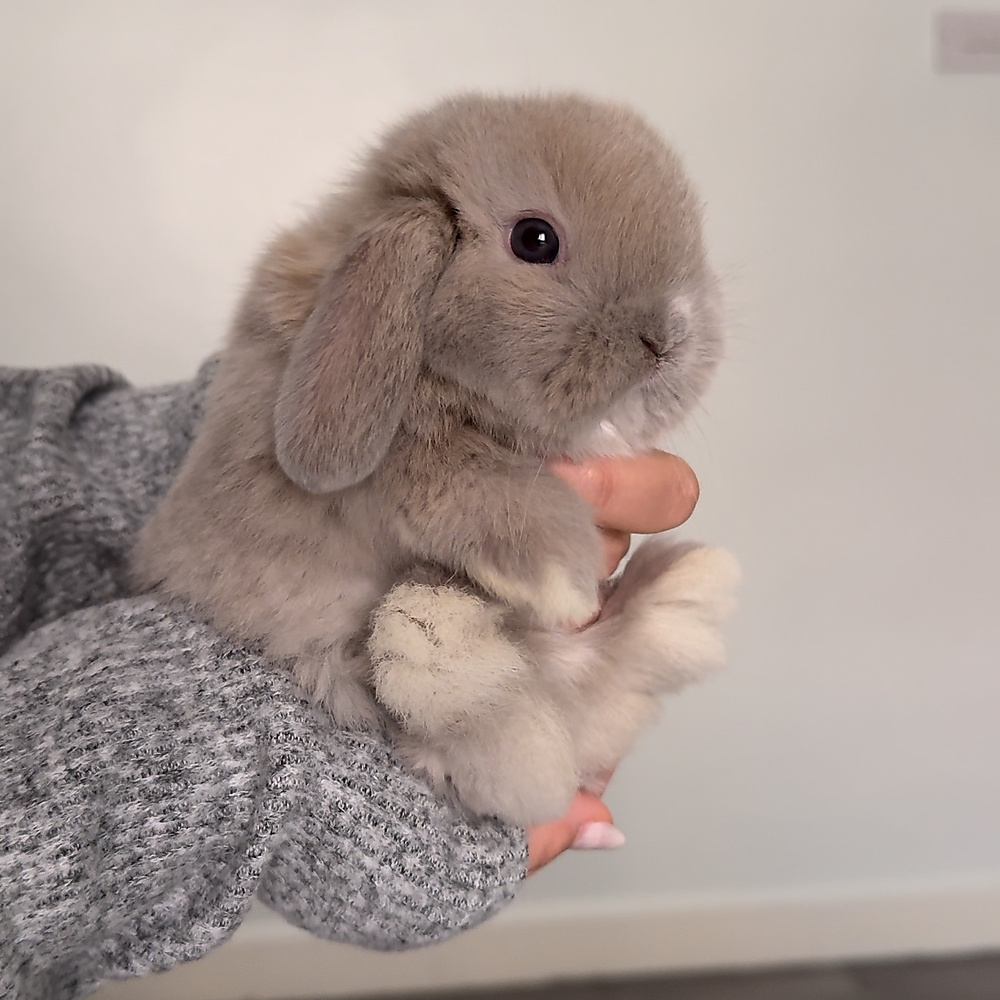 Holland lop - light blue tort
