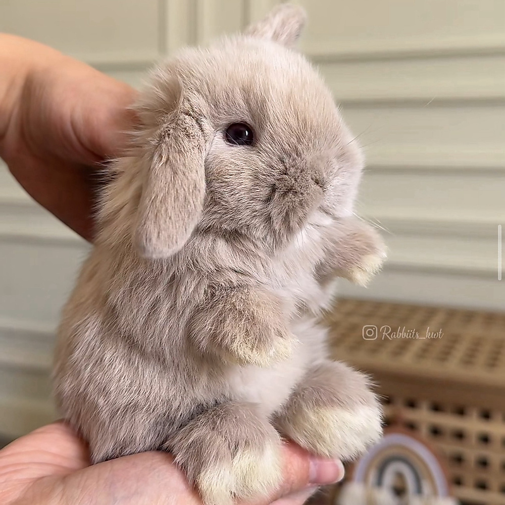 Holland lop - lilac tort