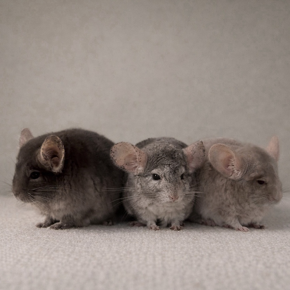 Chinchilla