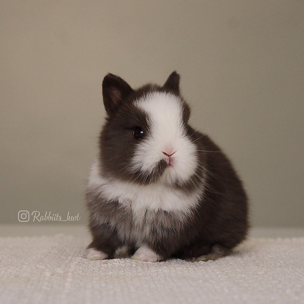 Netherland dwarf chocolate vm