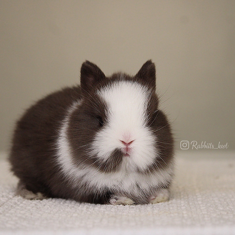 Netherland dwarf chocolate vm