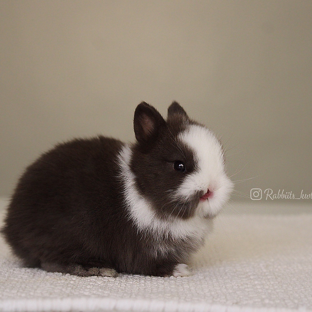 Netherland dwarf chocolate vm