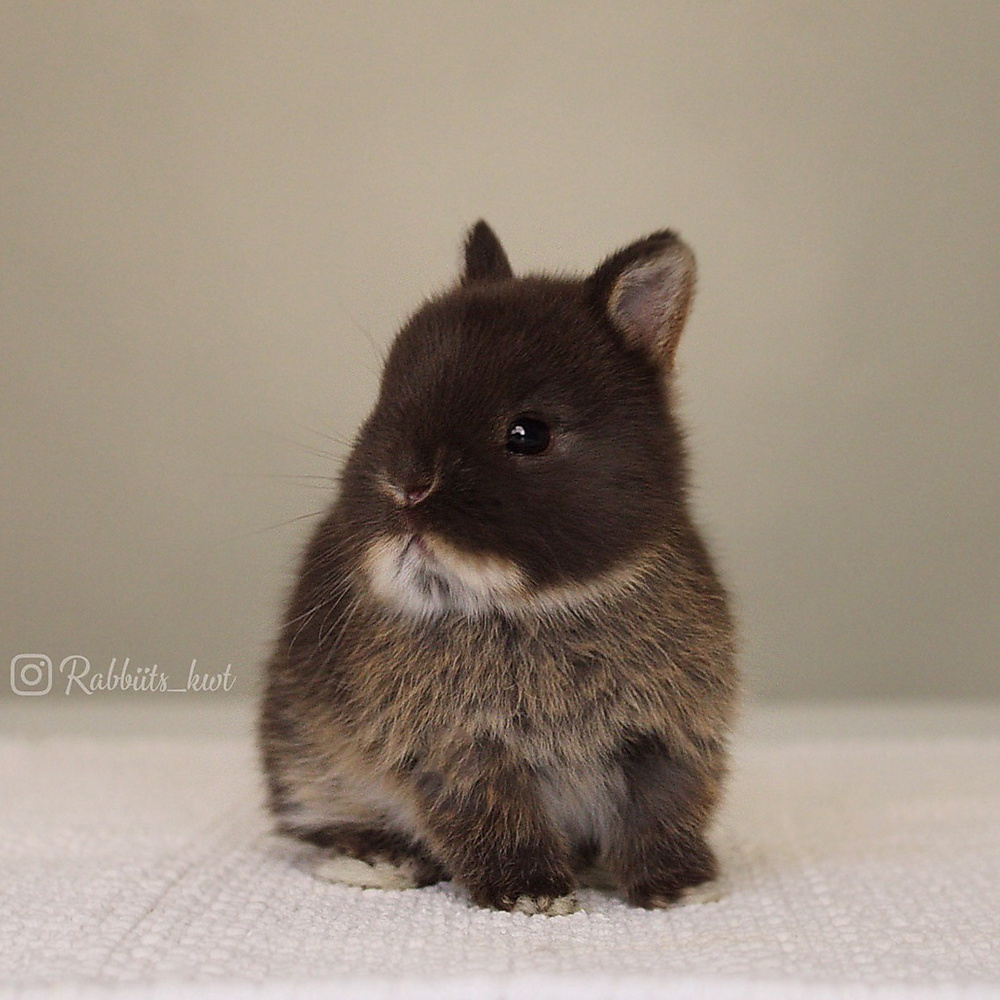 Netherland dwarf chocolate otter