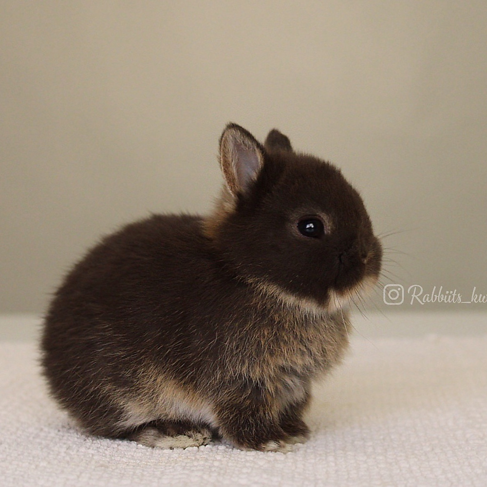 Netherland dwarf chocolate otter