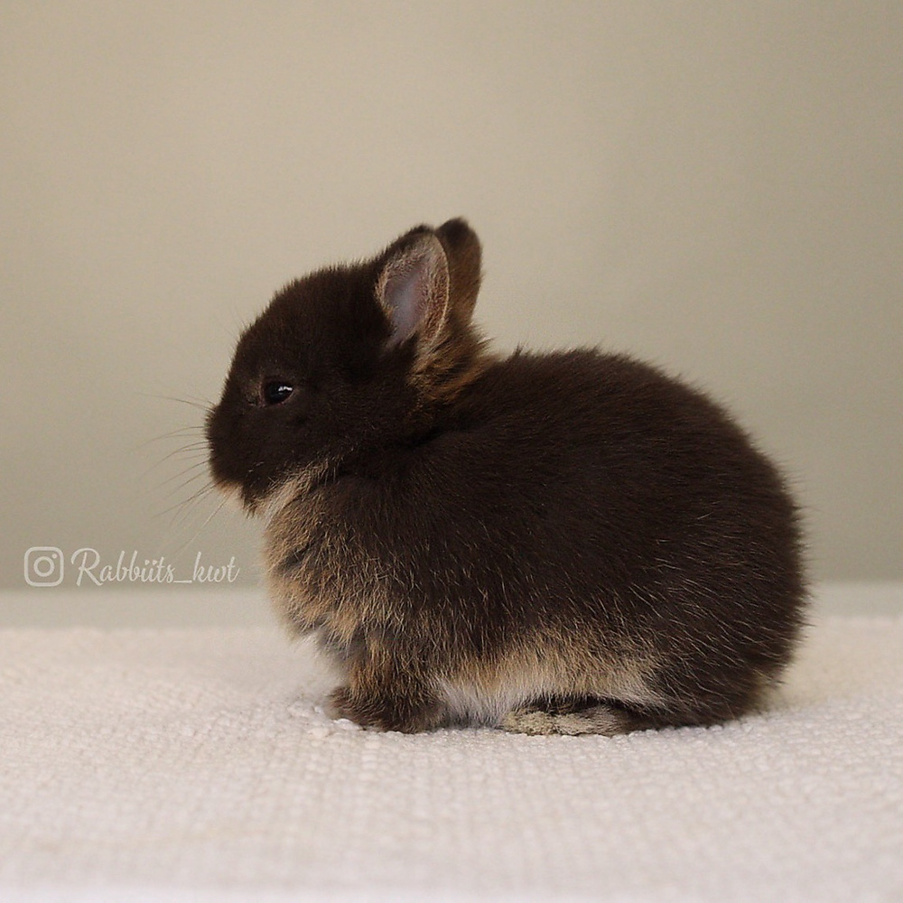Netherland dwarf chocolate otter