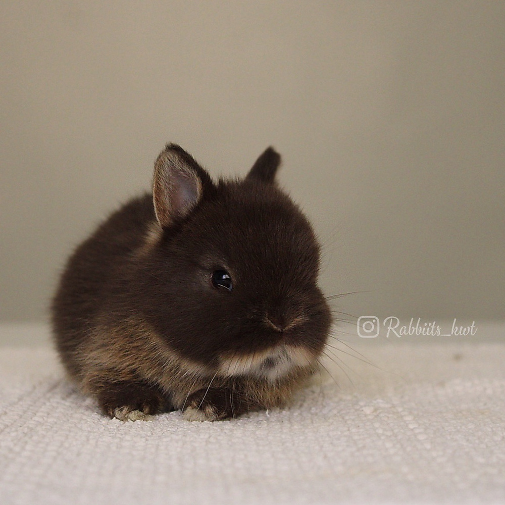 Netherland dwarf chocolate otter